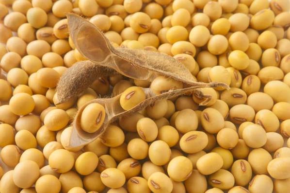 soybeans2